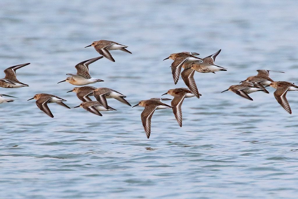 Bonte strandlopers (foto Dansen)