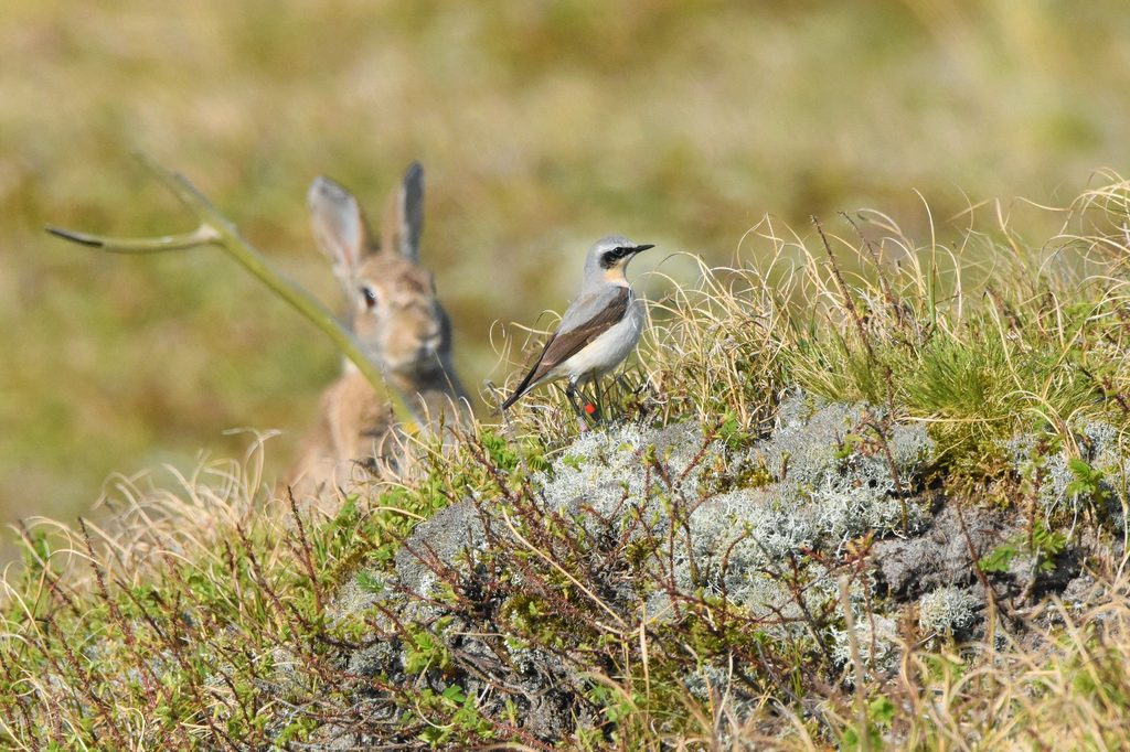 Tapuit in Noordduinen (foto Walter Das)